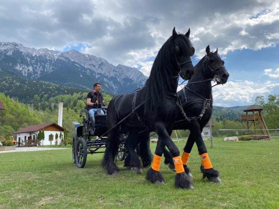 Вілла Aroa Mountain Зернешті Екстер'єр фото